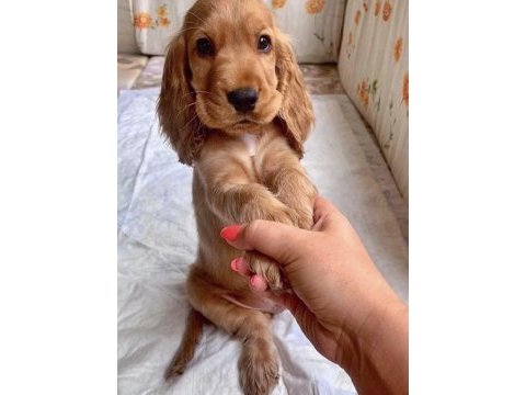 American cocker erkek dişi yavrularımız