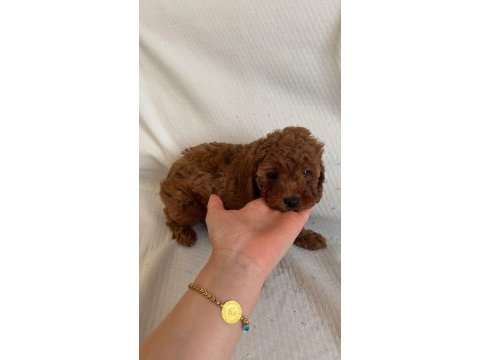 Red brown toy poodle yavrular