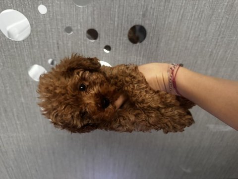 Evde büyüyen tuvalet eğitimli poodle yavrular
