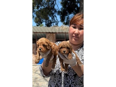Maltipoo yavrularımız