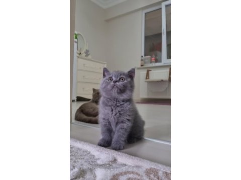 Sahiplendirme british shorthair