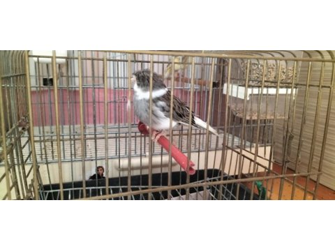 Yeni eşe atılmış takım gloster kanaryalar