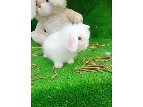 Hollanda teddy lop tavşan yavrular tüm şehırlere gonderım