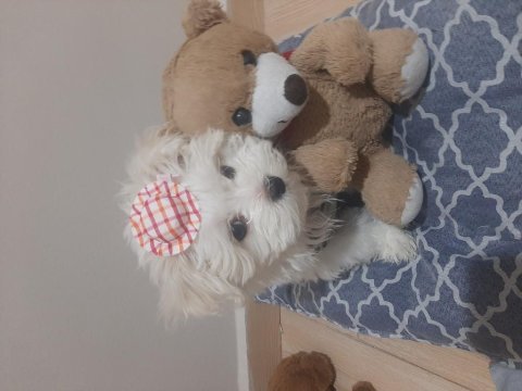 Kore kan 2 aylık erkek köpeğimiz