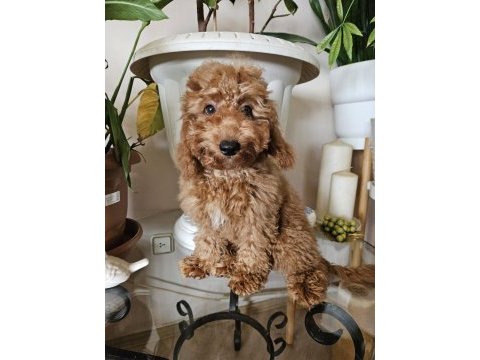 Ev ortamından red toy poodle yavru
