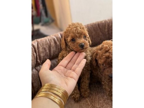Toy poodle bebek köpeği