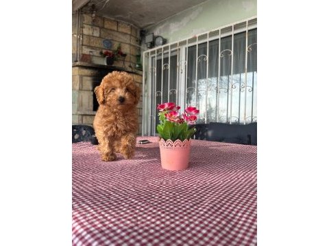 A kalite toy poodle yavrularımız