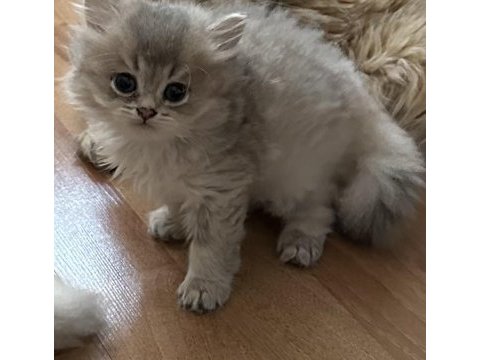 Bulut kızı british longhair