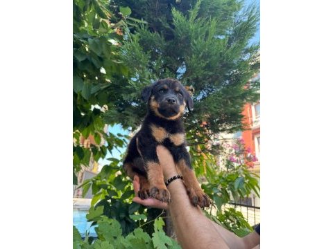 Alman kökenli rottweiler yavruları