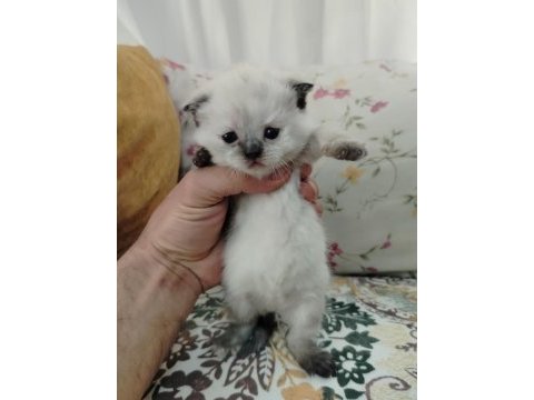 Scottish ve blue point kediler