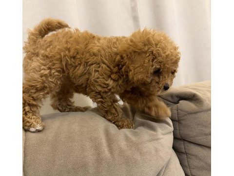 Ped eğitimli yavru poodle acil yuva arıyoruz