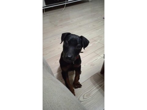 Satılık yavru doberman