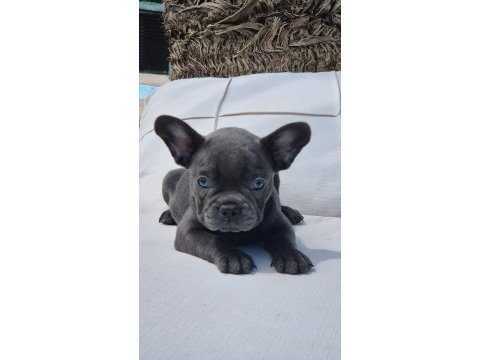 Blue french bulldog yavruları istanbul 