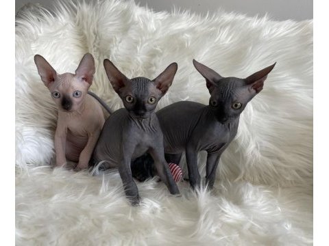 Sphynx sfenks tüysüz dişi erkek yavruları
