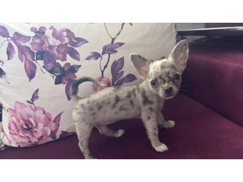 Yavru bir adet erkek 2 adet dişi chihuahua