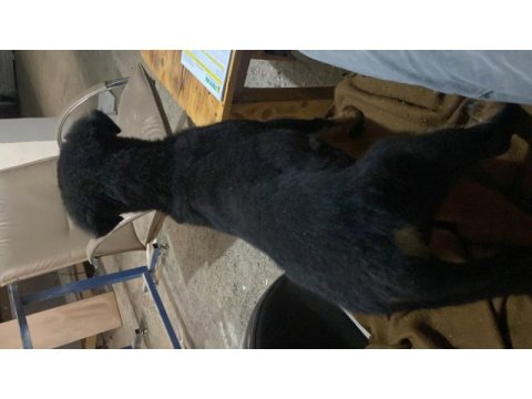 Yavru rottweiler temiz bakımları çip takılı