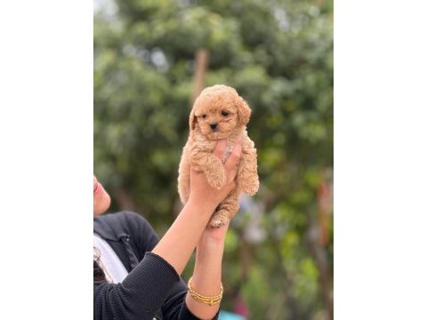 Aşılı çiş eğitimli maltipoo bebekler 