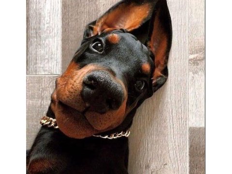 Hırslı doberman yavrular
