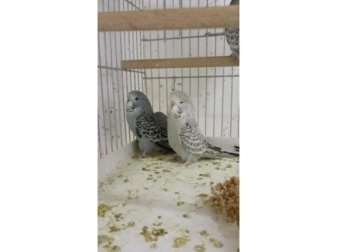 Yeni yeme düşen şov muhabbet kuşu yavrular