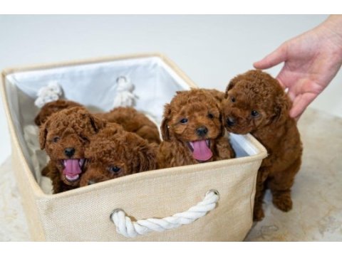 5 tane miniş toy poodle