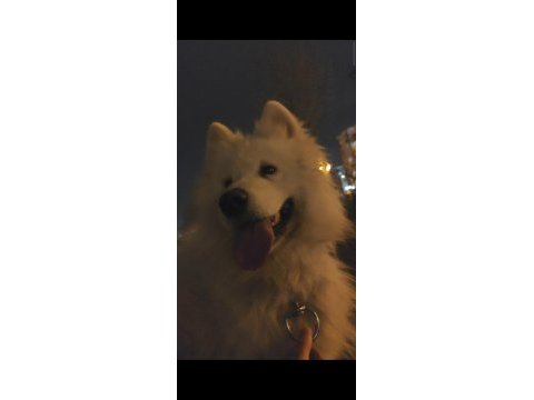 Samoyed süs köpeği 9 aylık
