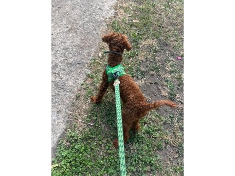 Uygun fiyat toy poodle kızıl
