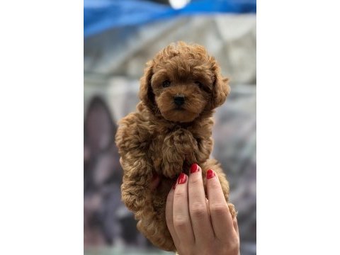 Kore red dişi poodle