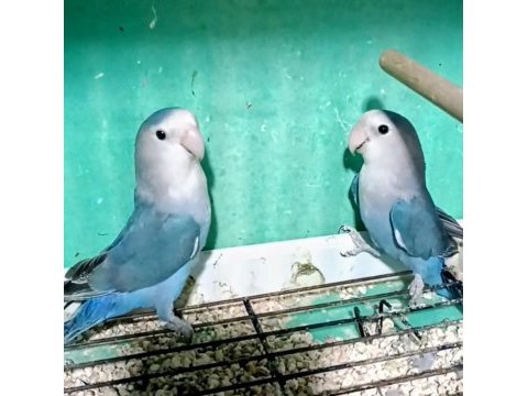 Yeni yeme düşen albino sultan papağanı kuslar