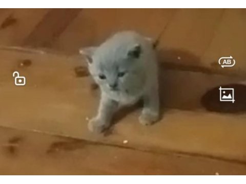 British shorthair dişi ve erkek yavru