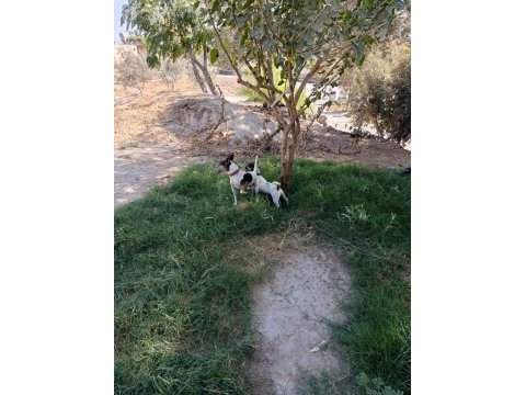 Üst düzey bir yaşında dişi 3 yaşında erkek köpeğimiz