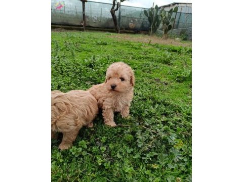 Maltipoo bebekler