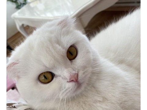 3 yaşında scottish fold