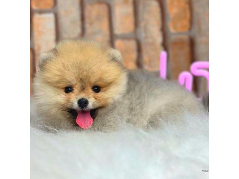 Full şecereli ayıcık yüzlü pomeranian boo
