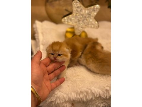Golden british shorthair yavrularımız