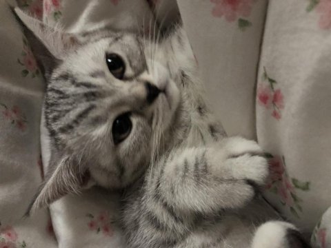 Beyaz silver tabby british shorthair