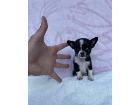 Elma kafa chihuahua yavrusu