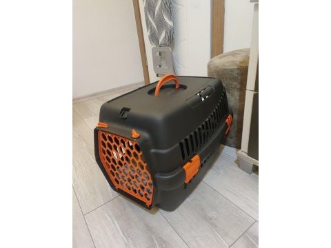 4 aylık beyaz tüy mavi gözlü scottish fold