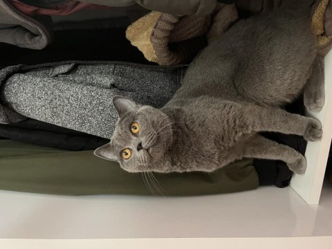 British shorthair kedimizi ücretsiz sahiplendirme