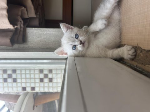 40 günlük yavru british shorthair