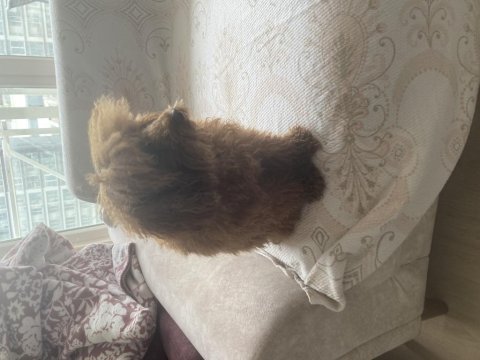 Poodle tatlı bıdık aresim