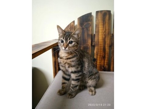 Terk edilen 5 aylık yavru kedilere acil yuva