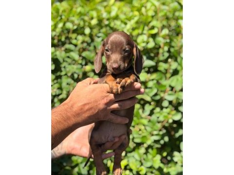 Show kalite dachshund yavrumuz ziyarete açık