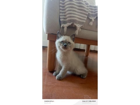 Blue point dişi british shorthair