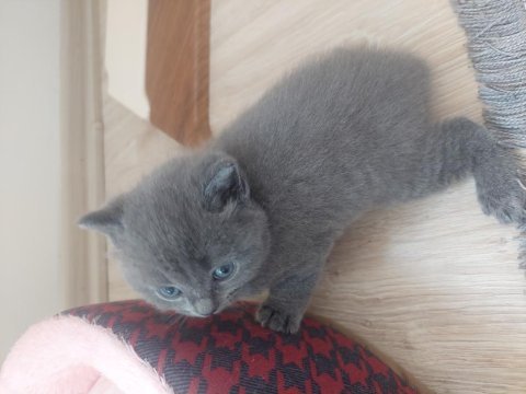 25 günlük yavru sahiplendirilecek british shorthair