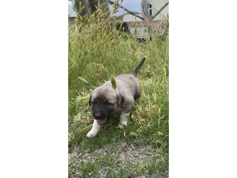 Sivas kangalı köpeklerimiz