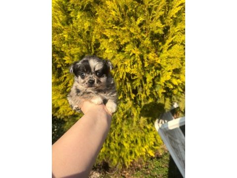 A++ kalitede chihuahua yavrumuz