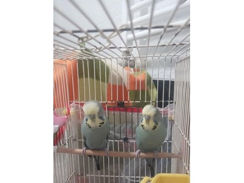 Jumbo muhabbet kuşu iki adet erkek