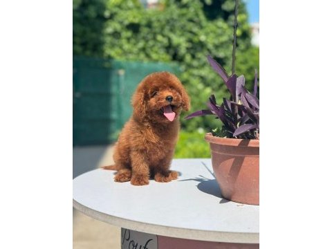 Orjinal red toy poodle yavrularımız