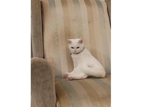 Çok uysal 5 aylık erkek british shorthair