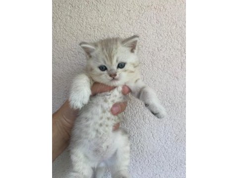 British shorthair